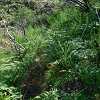 Plants: image 173 Of 208 Thumb
